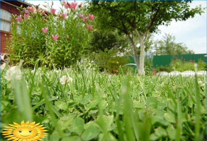 Chelsea-blomsterudviklingen i 2019
