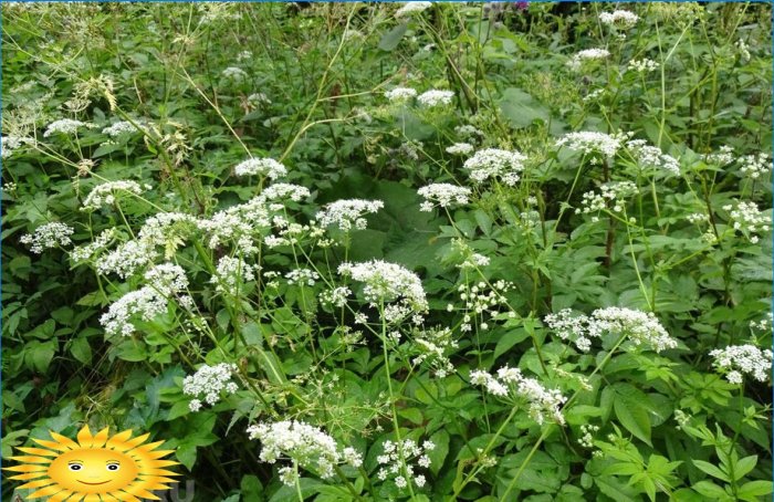Chelsea-blomsterudviklingen i 2019