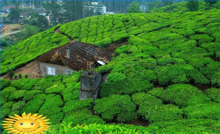 Hus blandt teplantager i Indien