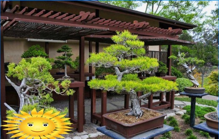 Den japanske have er et klassisk eksempel på etnisk stil i landskabsdesign