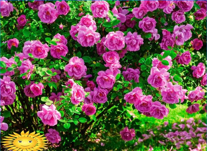 Hvilke duftende og duftende blomster at plante i haven
