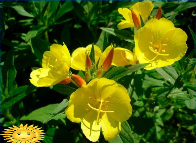 Hvilke duftende og duftende blomster at plante i haven
