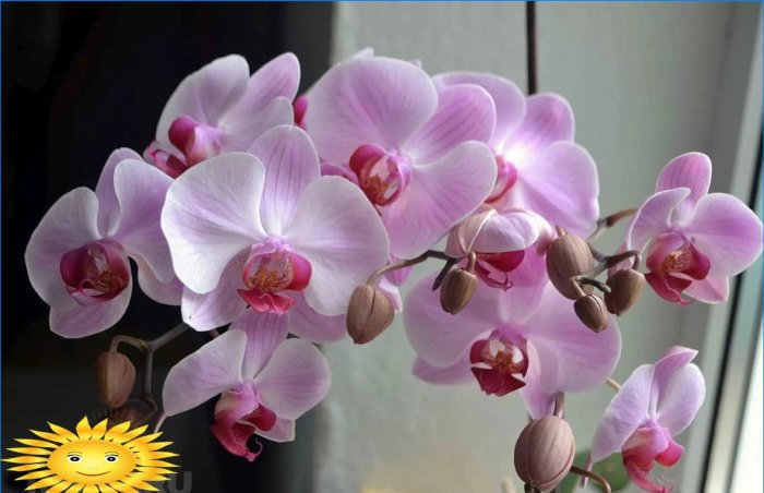 Orchid - passende forhold, pleje, transplantation, reproduktion