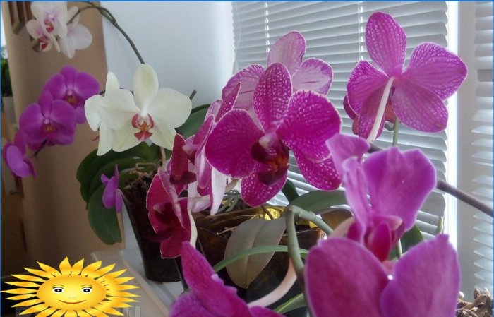 Beskyttelse af orkideer mod solen