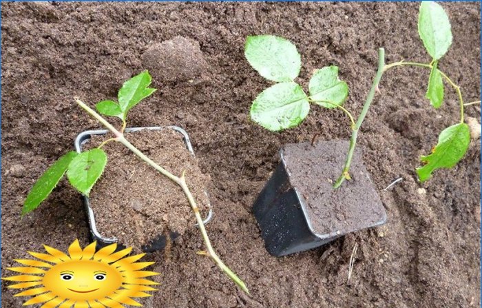 Plante roser. Sådan dyrker du roser i haven fra stiklinger