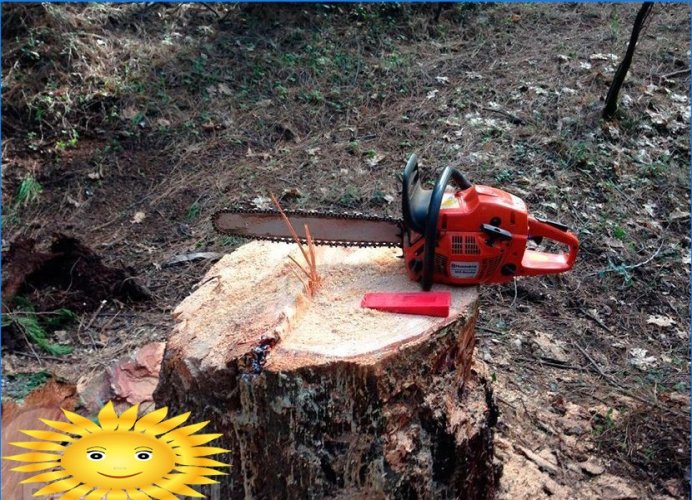Sådan hugges et træ korrekt og fyldes det i den rigtige retning