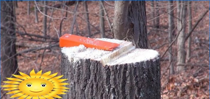 Sådan hugges et træ korrekt og fyldes det i den rigtige retning