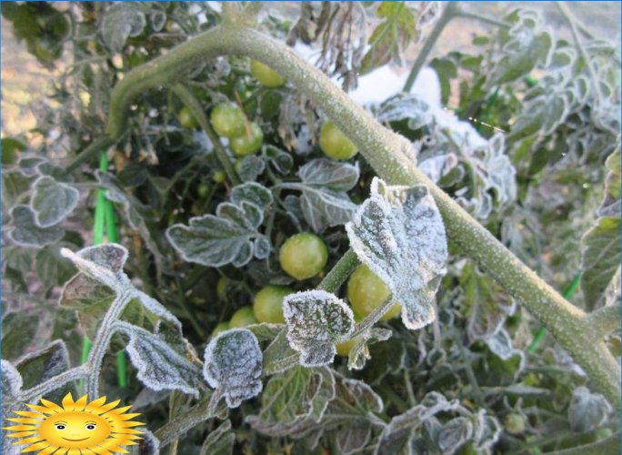 Sådan redder man frøplanter fra sent frost