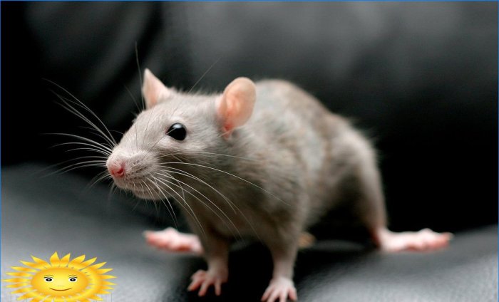 Sådan slipper du af rotter og mus i dit hjem med urter