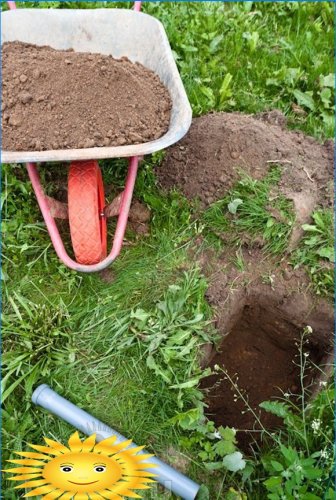 Smart vingård: hvordan man plantes druer korrekt