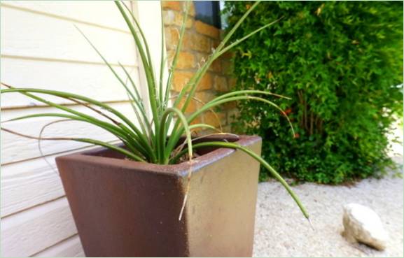 Lyselskende planter til åbne områder