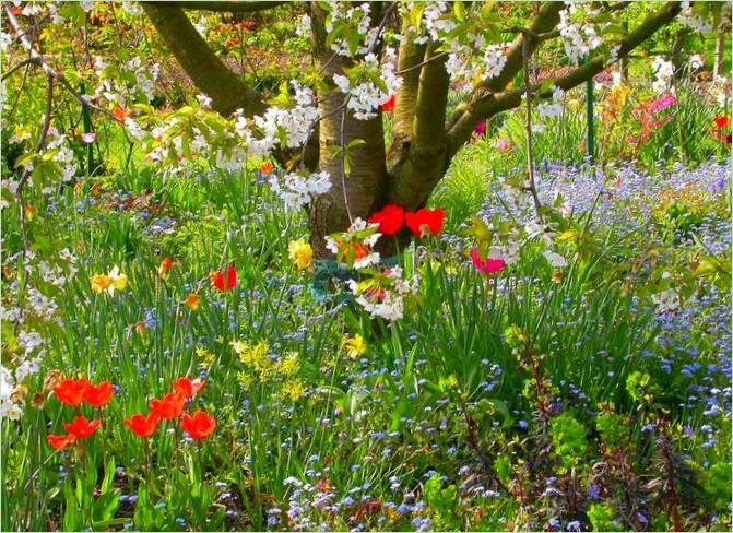 Planter til en have i kontinuerlig blomstring