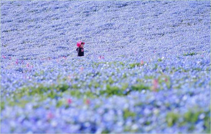 Blue-eye blomstrer i Hitachi Park