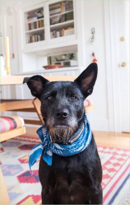 Et hyggeligt sommerhus i eklektisk stil: Otto herres hund