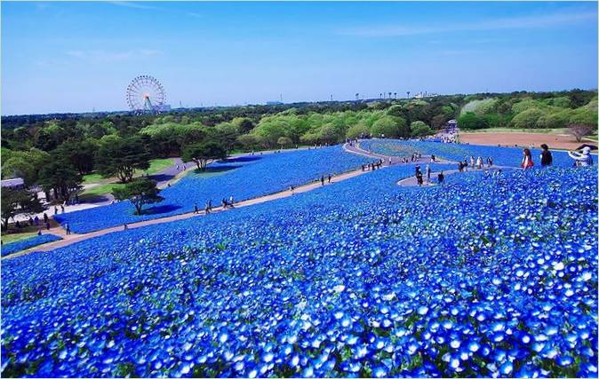 Blue-eye blomstrer i Hitachi Park