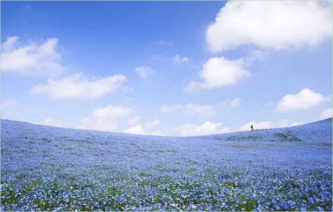 Blue-eye blomstrer i Hitachi Park