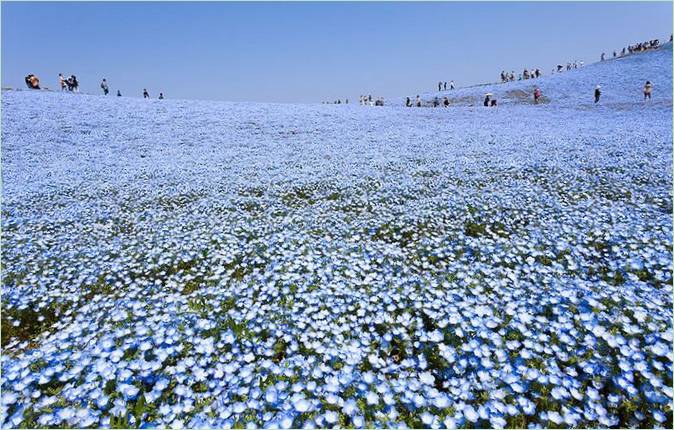 Blue-eye blomstrer i Hitachi Park