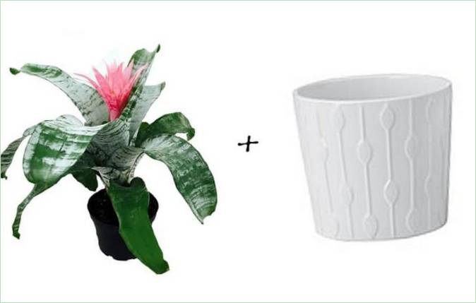 Haveidéer: Bromelia + hvid mønstret potte fra Ikea