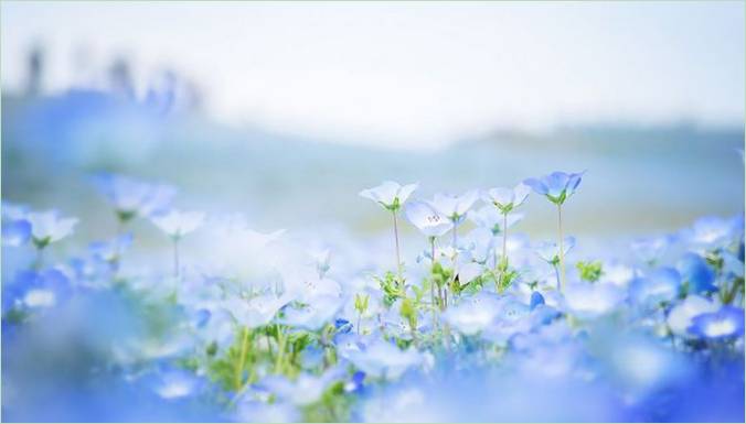 Blue-eye blomstrer i Hitachi Park