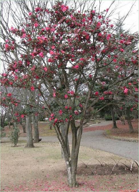 Kairaku-en Gardens i Mito