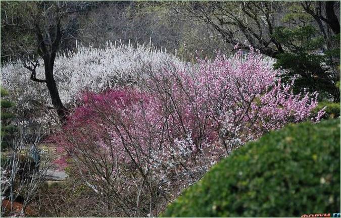 Kairaku-en Gardens i Mito