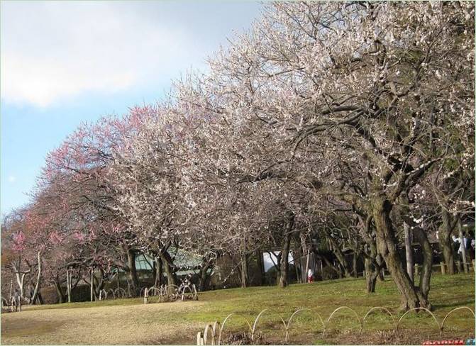 Kairaku-en Gardens i Mito