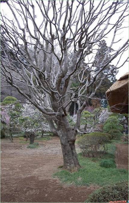 Kairaku-en Gardens i Mito