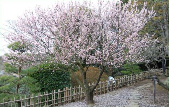Kairaku-en Gardens i Mito