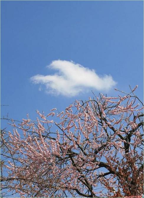 Kairaku-en Gardens i Mito