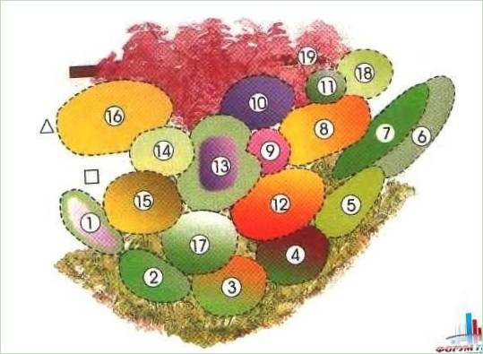 Ordningen af en kontinuerlig blomstrende have