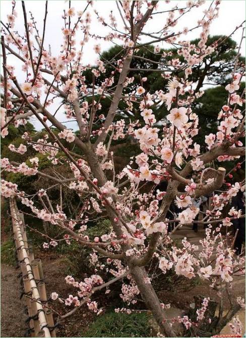Kairaku-en Gardens i Mito