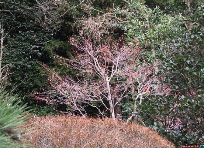 Kairaku-en Gardens i Mito