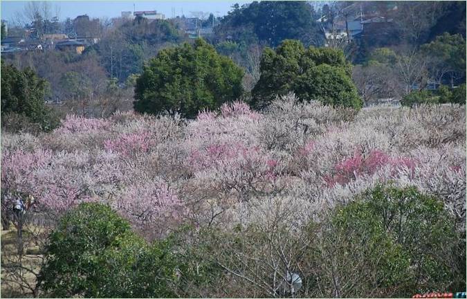 Kairaku-en Gardens i byen Mito