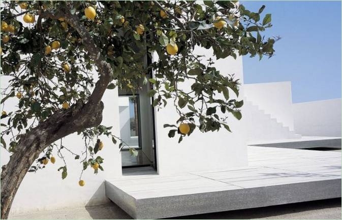 Citrontræ i landskabsdesignet af studiohuset