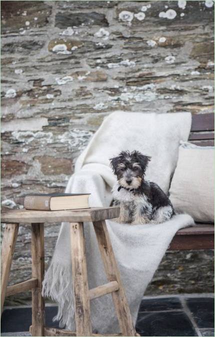 Usædvanlig indretning af huset indenfor - hunde Usædvanlig indretning af et hus indenfor - hunden