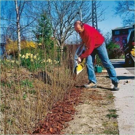 Beplantning af hække