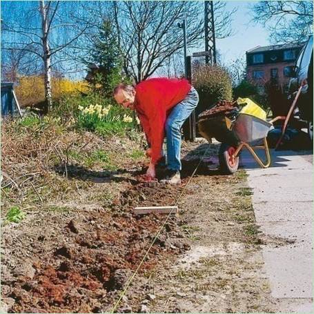 Beplantning af hække