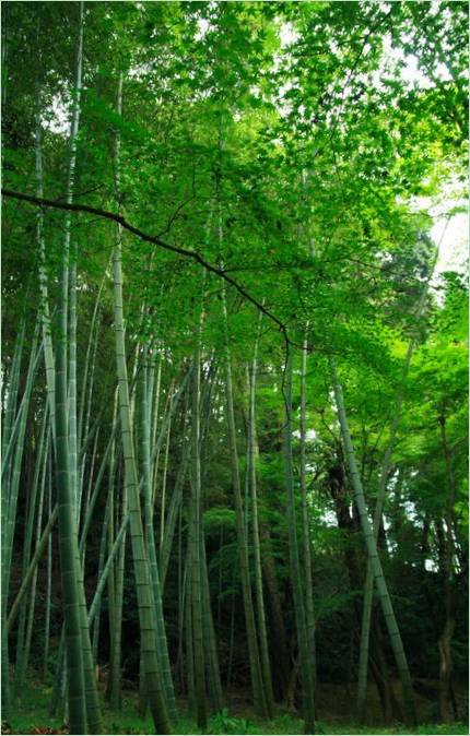Moshaven Saiho-ji i Kyoto