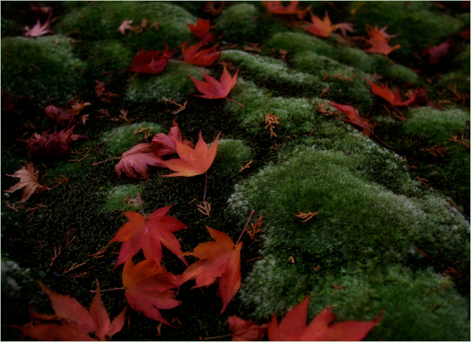 Moshaven i Saiho-ji i Kyoto