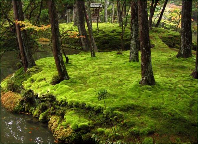 Moshaven i Saiho-ji i Kyoto
