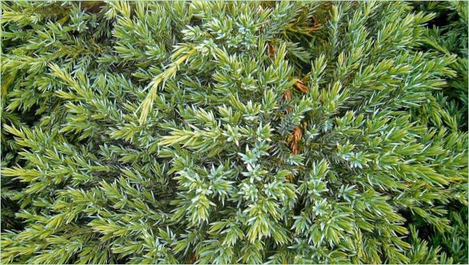 Nåletræer til stenede haver: Juniperus scaly blue carpeth