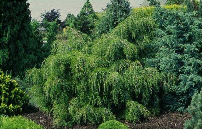 Nåletræer til stenede haver: Juniperus virginis Pendula