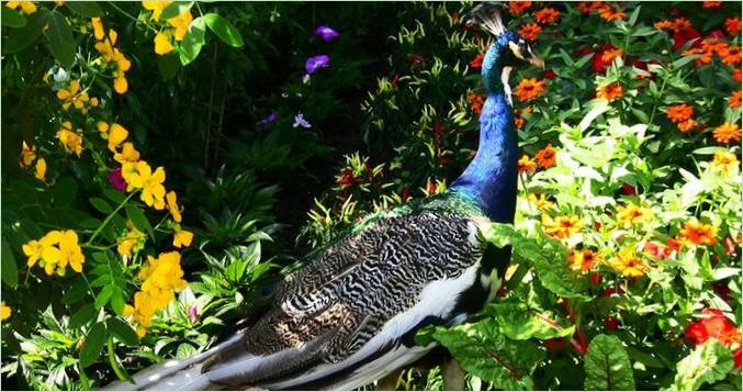 Sommerfuglehuset på øen Mainau Park