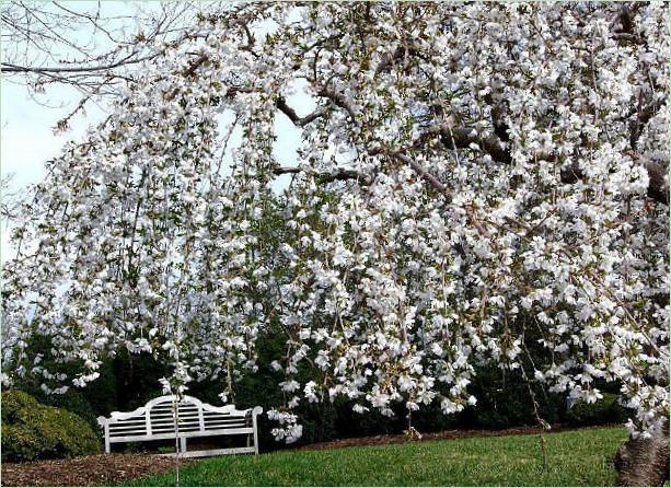 Missouri Botanic Garden