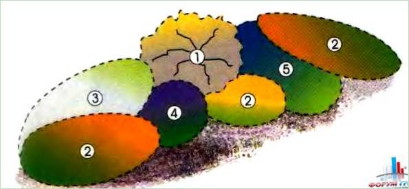 Diagram af en blomsterhave med et lavt træ