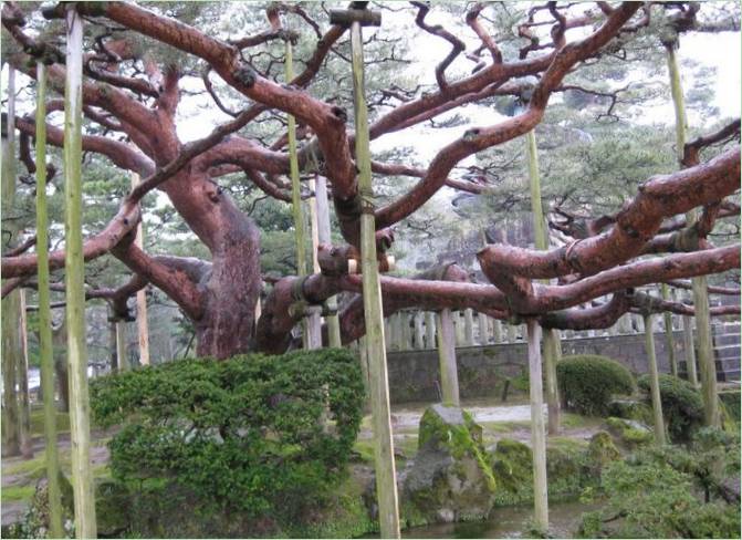 Kenroku-en Gardens i Kanazawa