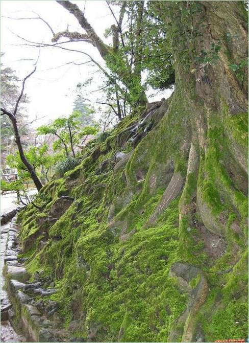 Kenroku-en Gardens i Kanazawa