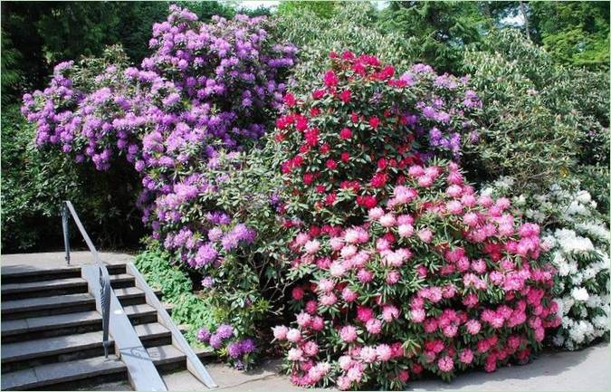 Sommerfuglehuset i øparken Mainau