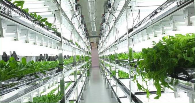 Moderne hydroponisk system til hjemmet eller haven: et hydroponisk system fra fremtiden Moderne hydroponisk system til hjemmet og haven: et hydroponisk system fra fremtiden