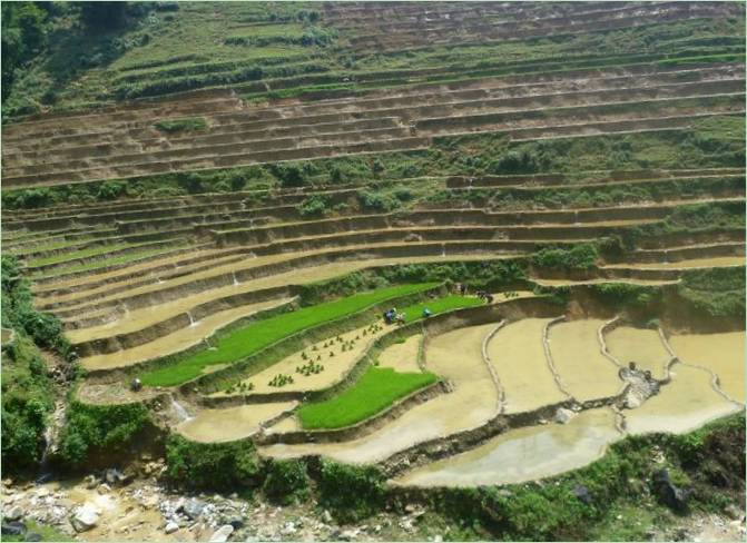 Hong Han Risterrasser, Kina - Foto 1